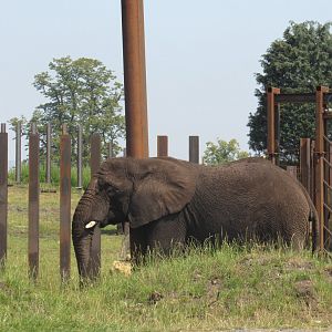 African Elephant