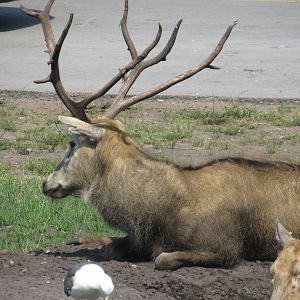 Père David’s Deer