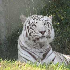 White Bengal Tiger