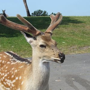 Fallow Deer