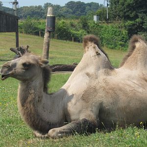Bactrian Camel