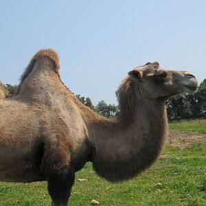 Bactrian Camel