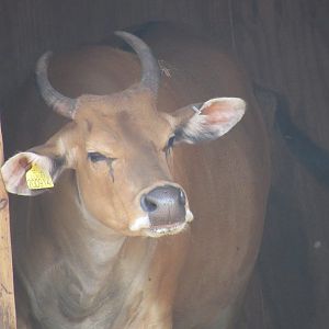 Banteng