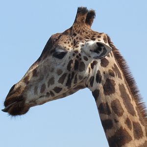 Rothschild’s Giraffe