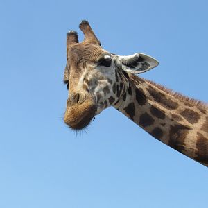 Rothschild’s Giraffe