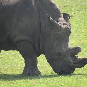 Southern White Rhinoceros