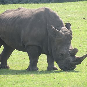 Southern White Rhinoceros