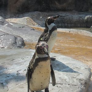 Humbolt Penguin