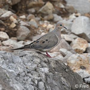 mourning dove