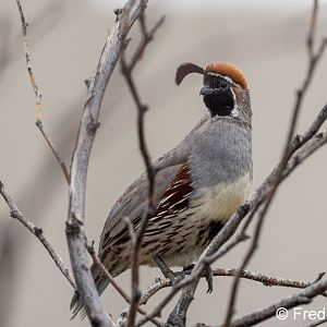gambels quail