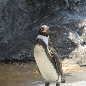 Humbolt Penguin