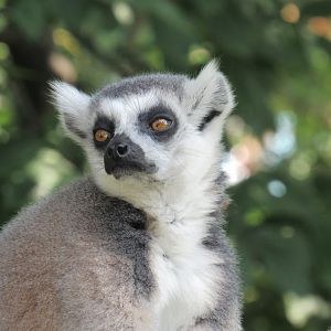 Ring Tailed Lemur