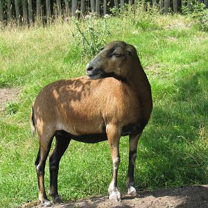 Cameroon Sheep