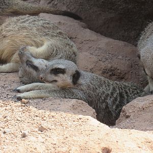 Meerkat