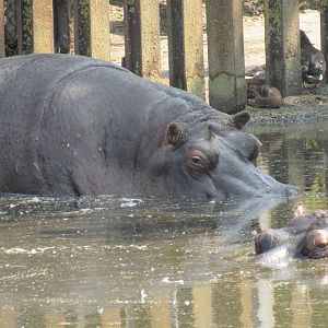 Common Hippopotamus