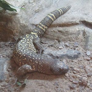 Rio Fuerte Bearded Lizard