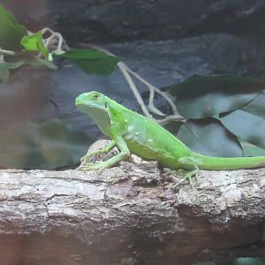 Fiji Banded Iguana