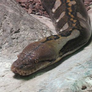 Reticulated Python