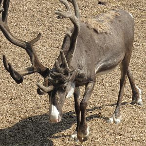 Reindeer