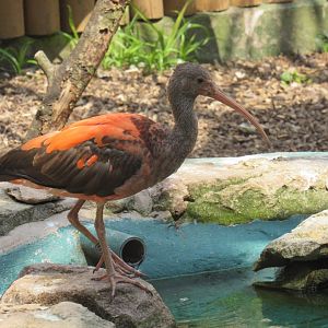 Scarlet Ibis