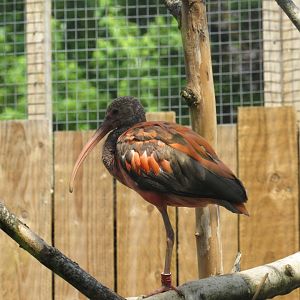 Scarlet Ibis
