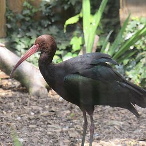Puna Ibis