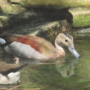 Ringed Teal