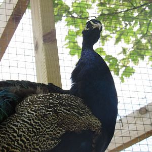 Indian Peafowl