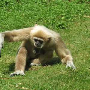 Lar Gibbon