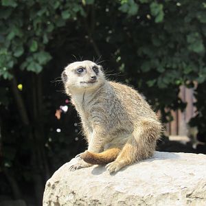 Meerkat