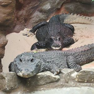 African Dwarf Crocodile