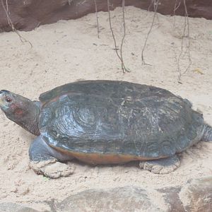 Giant Asian Pond Turtle