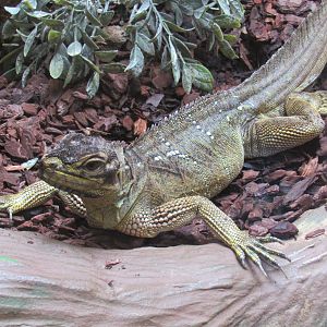 Philippine Sailfin Lizard