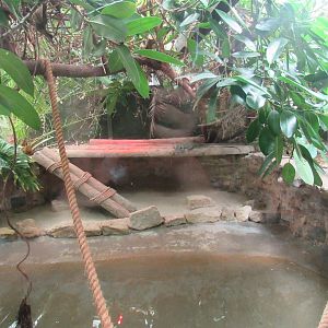 Nile Monitor Exhibit