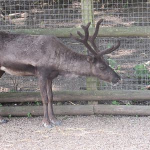 Reindeer