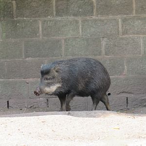 White-Lipped Peccary