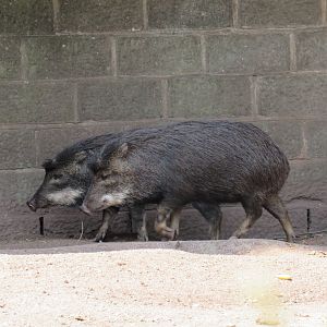 White-Lipped Peccary
