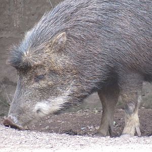 White-Lipped Peccary