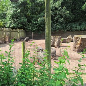 White-Lipped Peccary Exhibit