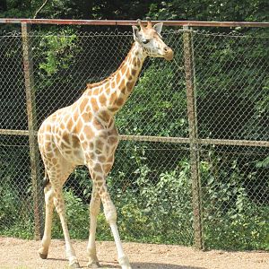Rothschild’s Giraffe