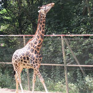 Rothschild’s Giraffe