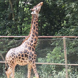Rothschild’s Giraffe