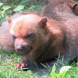 Bush Dog