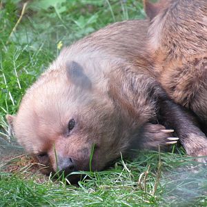 Bush Dog