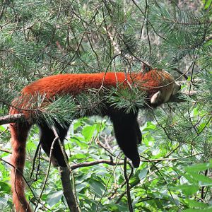 Red Panda