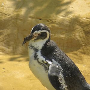 Humbolt Penguin