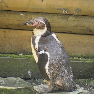 Humbolt Penguin