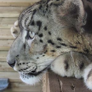 Snow Leopard