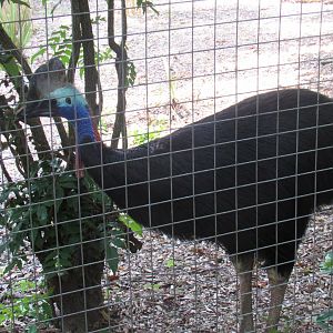 Southern Cassowary