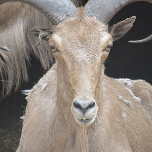Barbary Sheep